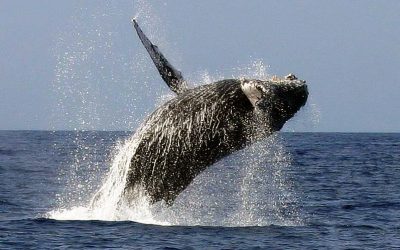 See the Whales this Spring on the Gold Coast!