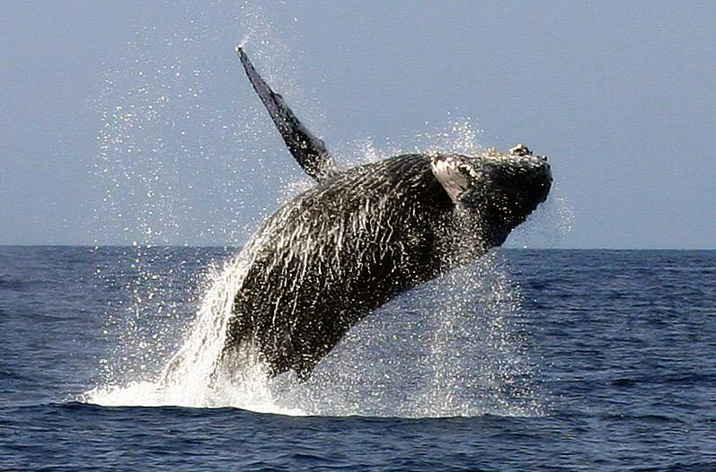 Humpback Whale Watching Gold Coast