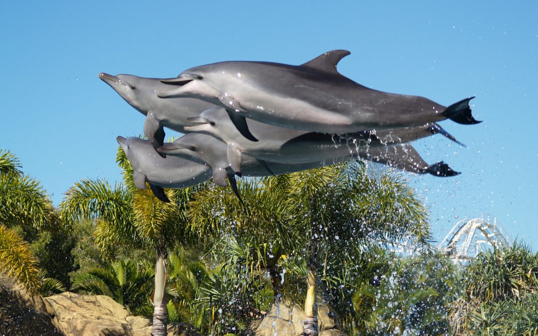 Seaworld Dolphins