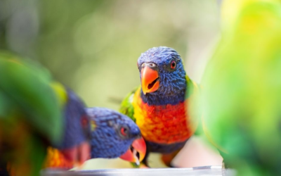 Best Free Things to Do on the Gold Coast