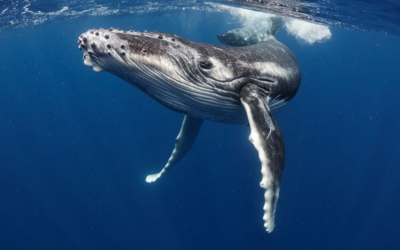 Whale Watching Experiences on the Gold Coast – The Best Places to See Them