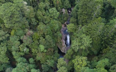 A Springbrook day from Broadbeach: waterfalls, forest, lunch